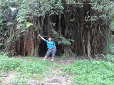 grand banyan