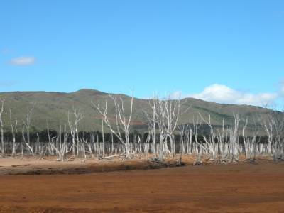 la forêt noyée