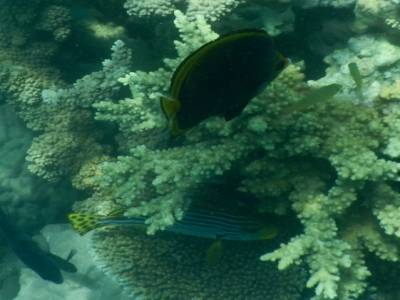 poissons et coraux en fleurs