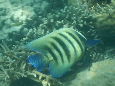 beau poisson rayé
