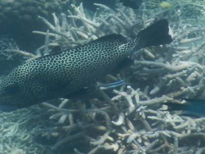 énorme poisson tacheté avec ses grosses lèvres