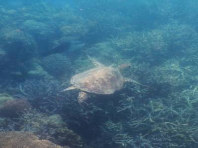 la tortue qu'a vu Yohann