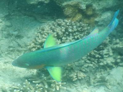 poisson perroquet 