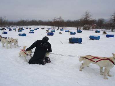 Attelage d'un traineau