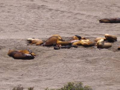 lobos et elephants de mer