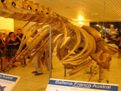 Squelette d'une "petite" baleine