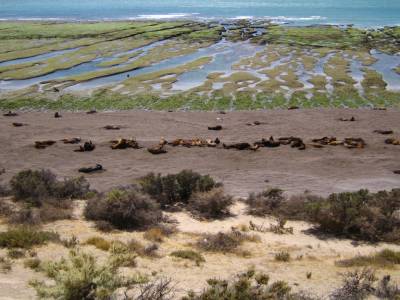 lobos y elephants de mer