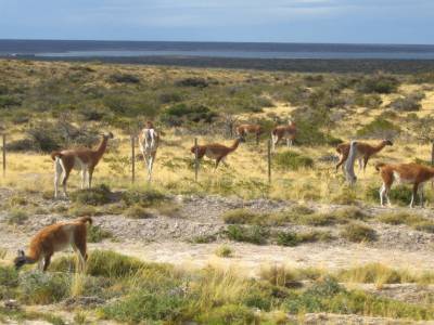 guanacos