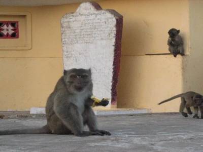 voleur de banane