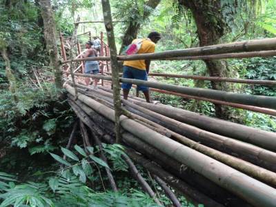 bambou bridge