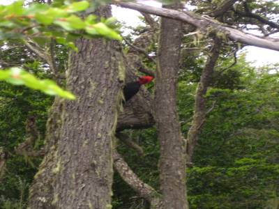 parque Tierra Del Fuego, un Carpintero