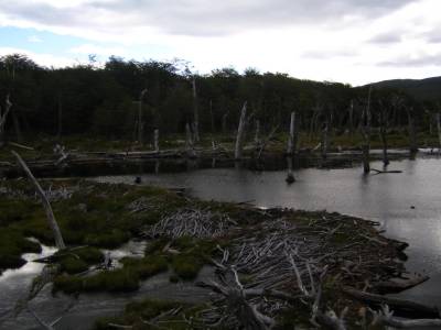 parque Tierra Del Fuego, ravage par les castors