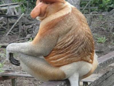 proboscis monkey: un nasique