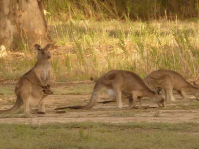 Kangaroo and joey