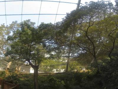 Hong-kong - park, volerie