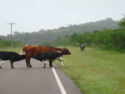 ruta 40