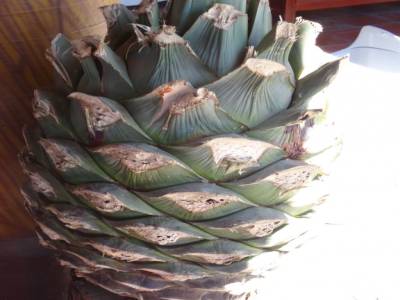 tequila ou Mezqual... avan fermentation