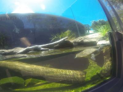 SYDNEY -zoo