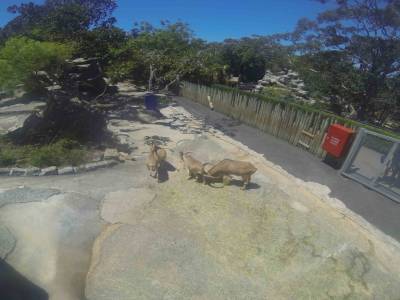 SYDNEY -zoo