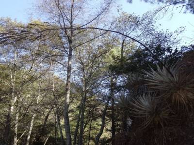 pueblos mancomunados