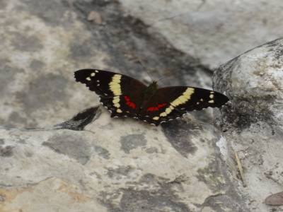 papillon a Palenque