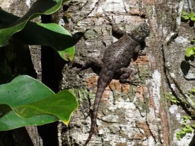 gros lezard a Yaxchilan