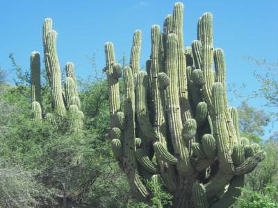 Un cactus