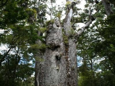 le père de la forêt