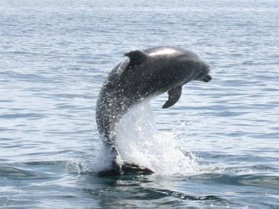 flipper s'en donne à coeur joie