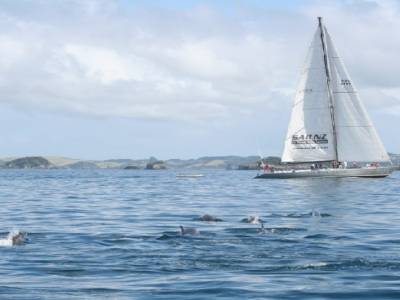le banc de dauphins