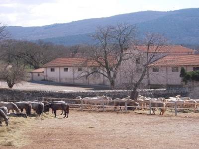Lipica, le berceau des plus beaux cheveaux du monde