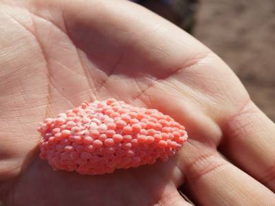 Oeufs rouge de poissons?