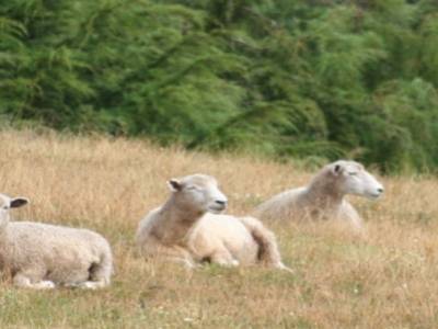 le cliché de la Nouvelle-Zélande : ses moutons!