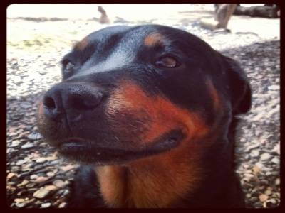 Rottweiler Quilmes