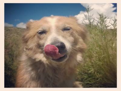 "Tafi", notre compagnon de marche
