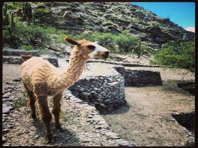 Lama a las ruinas de Quilmes