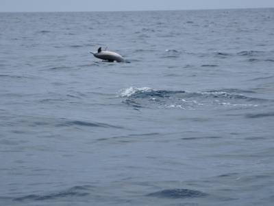 Dauphins à Balicasag