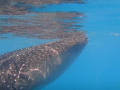 Requins baleine