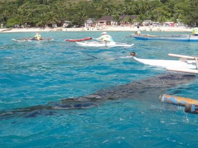 Requin baleine