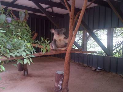 BRISBANE - Lone Pine