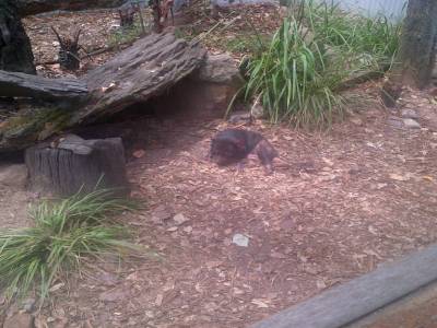 BRISBANE - Lone Pine
