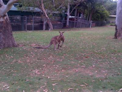 BRISBANE - Lone Pine