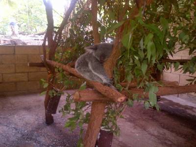 BRISBANE - Lone Pine