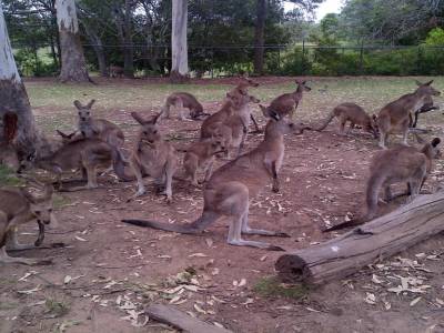 BRISBANE - Lone Pine