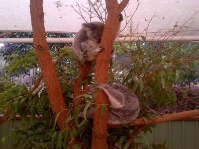 BRISBANE - Lone Pine