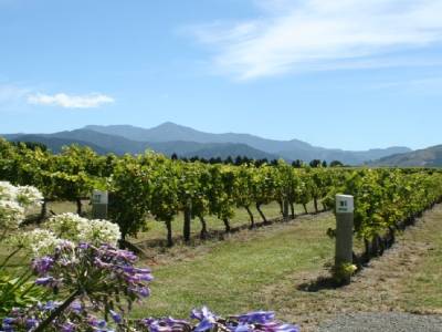 vignes du Marlborough