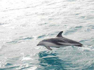 dauphins