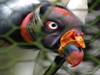vulture