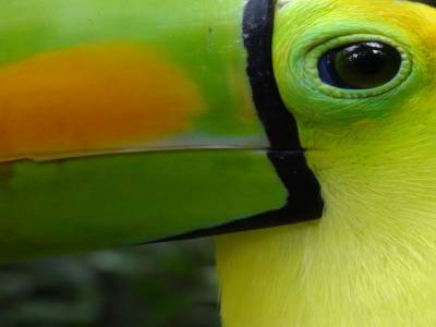 keel_billed Toucan