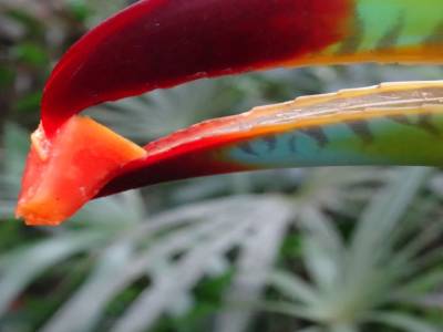keel_billed Toucan